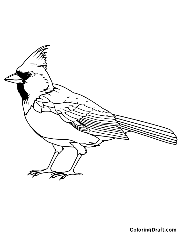 Cardinal 