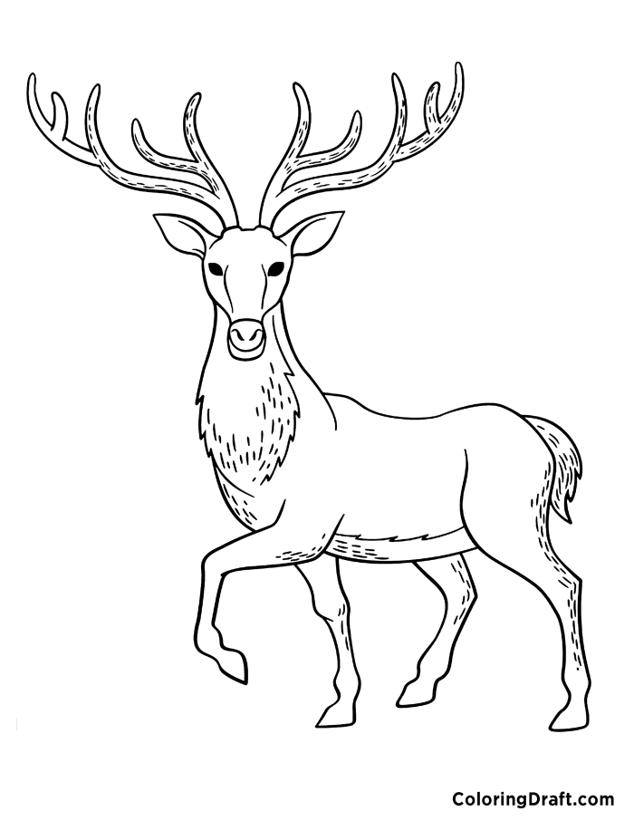 Caribou 