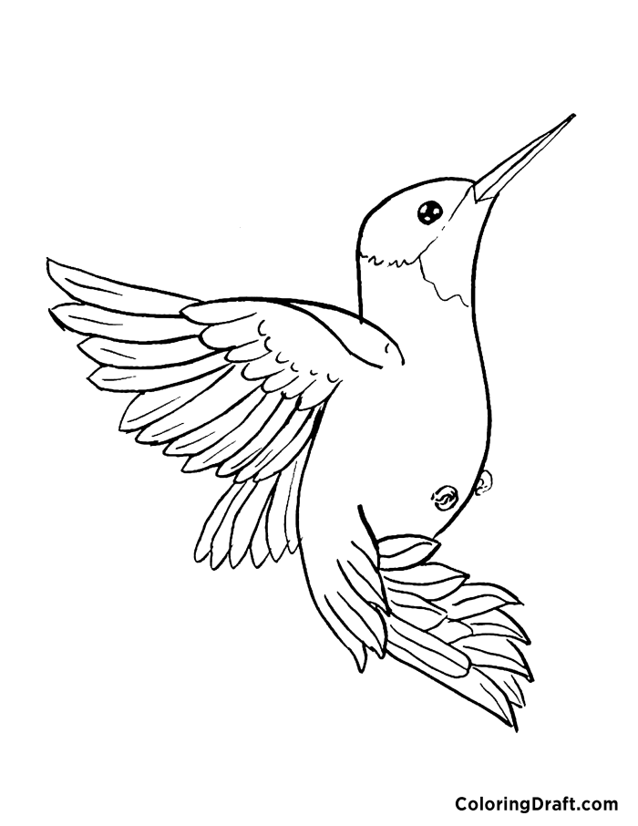 Humming Bird 
