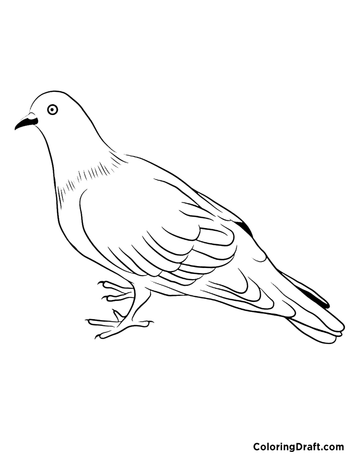 Pigeon 