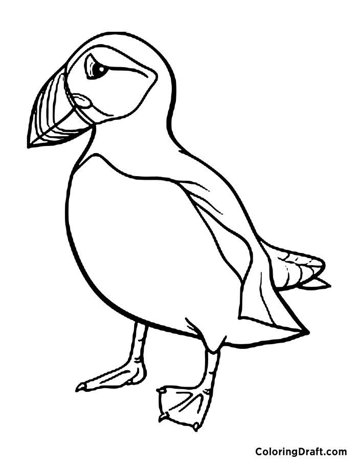 Puffin Coloring Pages ColoringDraft