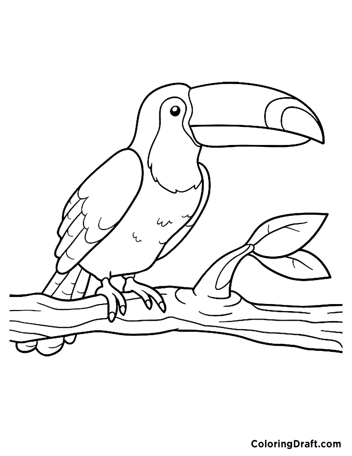 Toucan 