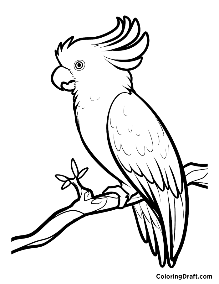 Parrot 