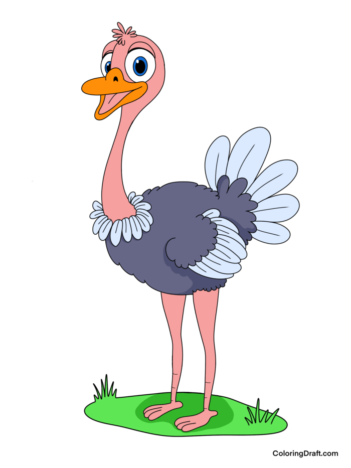 Ostrich Coloring Pages Sample Ostrich Coloring Pages Sample