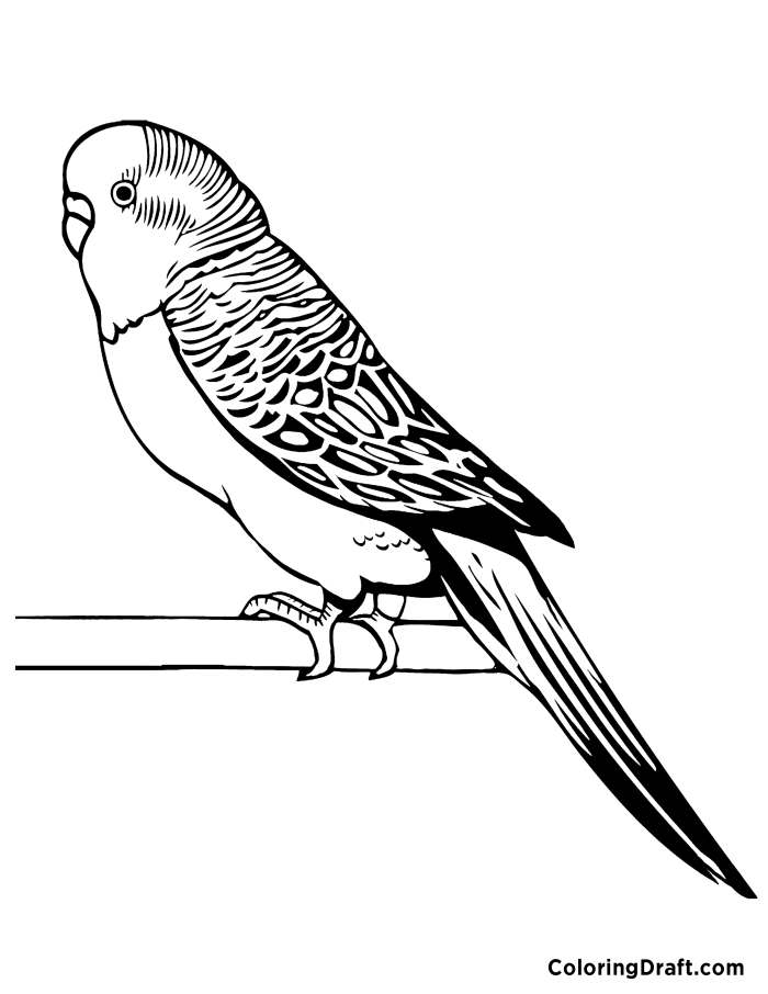 Parakeet