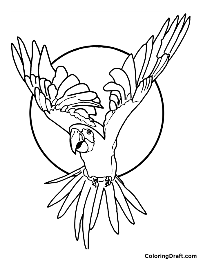 Parrot Coloring Pages
