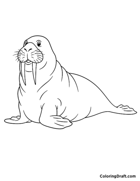 Walrus 