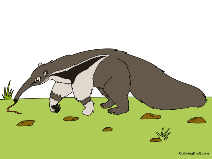Anteater Coloring Pages Sample