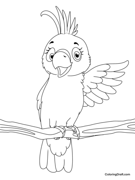 Cockatoo 
