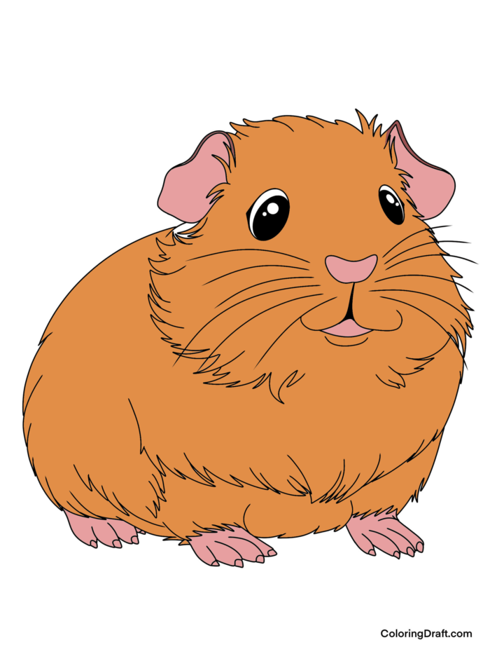 Guinea Pig Coloring Pages Sample