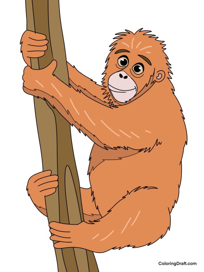 Orangutan Coloring Pages Sample