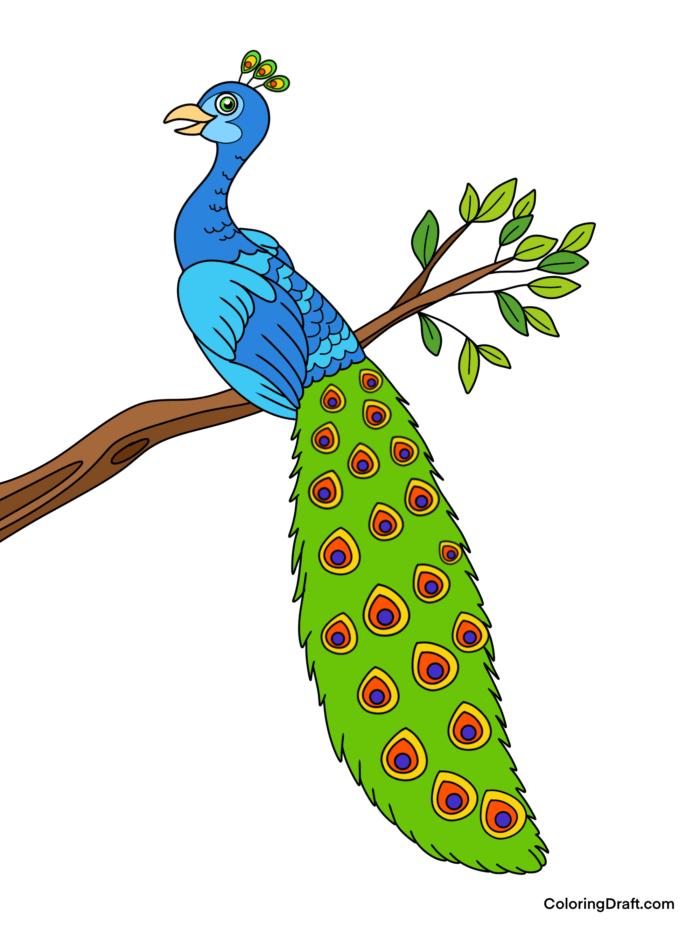 Peacock Coloring Pages Sample 1