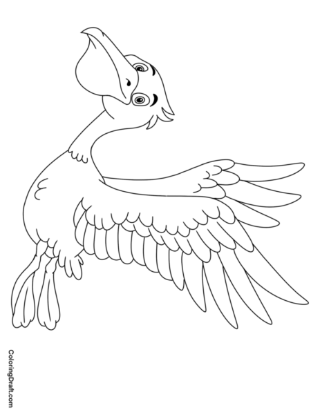 Pelican 
