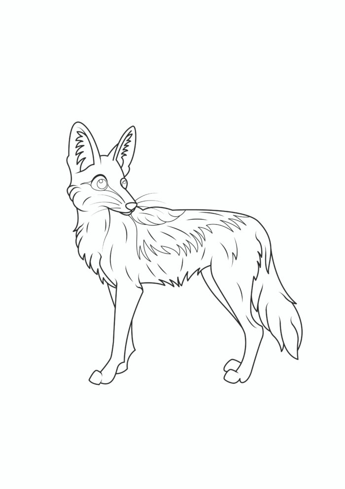 Jackal Coloring Pages Jackal Coloring Pages