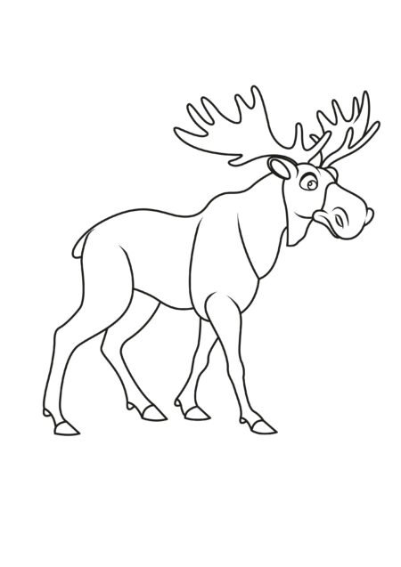Moose 